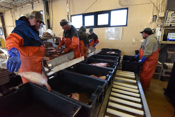 Sorting and processing the catch.