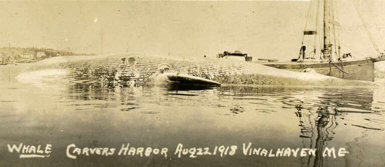 This image shows a dead whale in Vinalhaven’s Carver’s Harbor in 1918. PHOTO: MAINE MARITIME MUSEUM