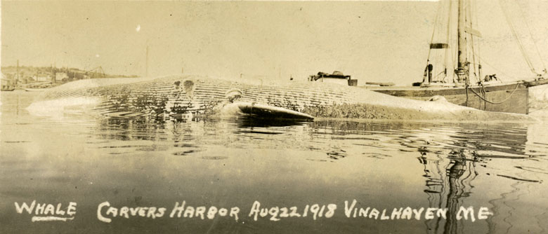 This image shows a dead whale in Vinalhaven’s Carver’s Harbor in 1918. PHOTO: MAINE MARITIME MUSEUM