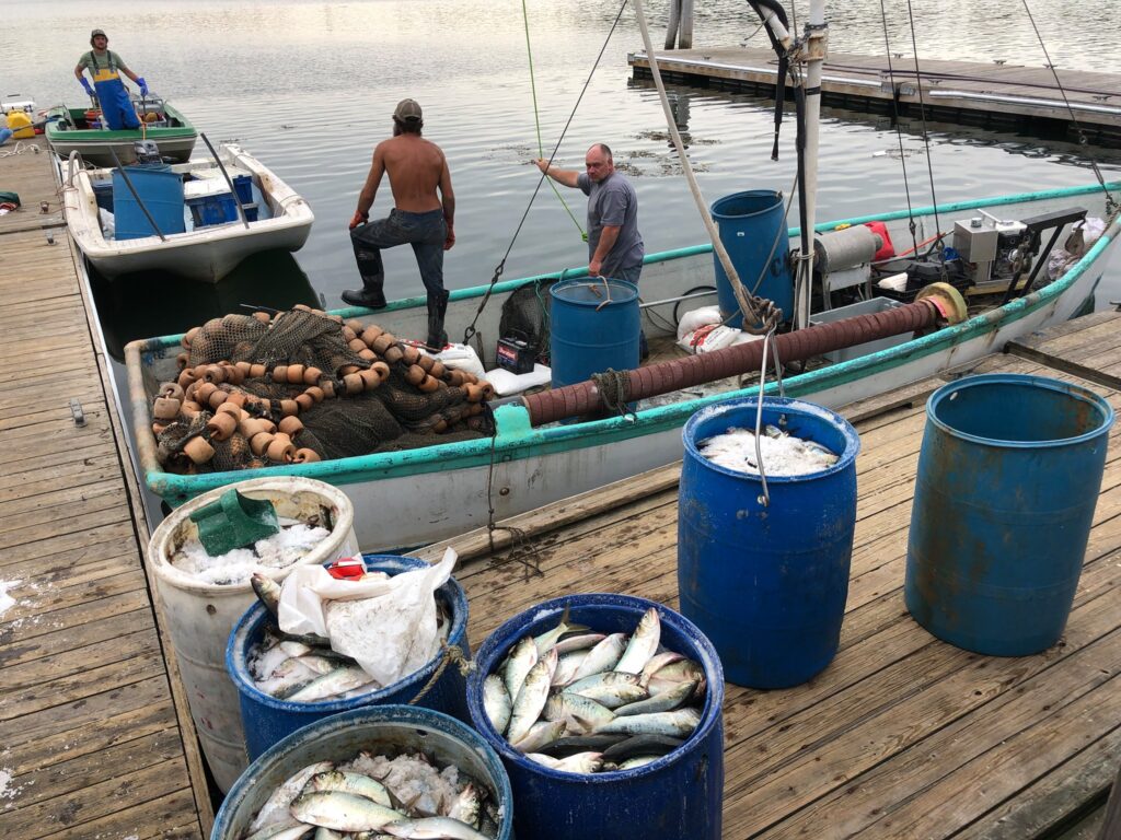 Fishermen return to the dock in Belfast after catching menhaden, also known as pogies. FILE PHOTO: TOM GROENING