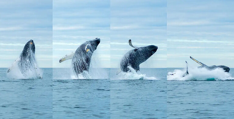 Humpback whale breaching. PHOTO: TOM FERNALD