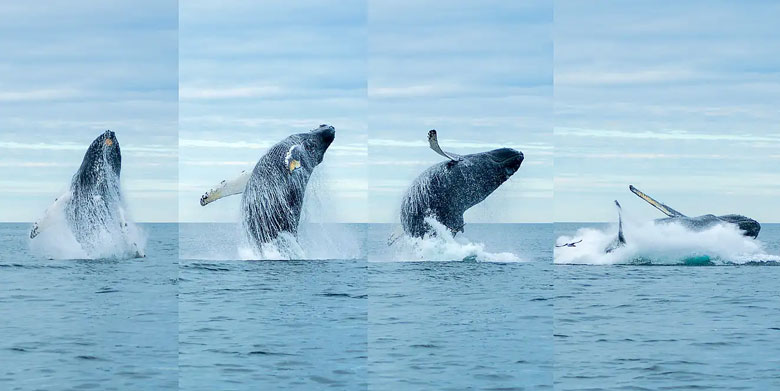 Humpback whale breaching. PHOTO: TOM FERNALD