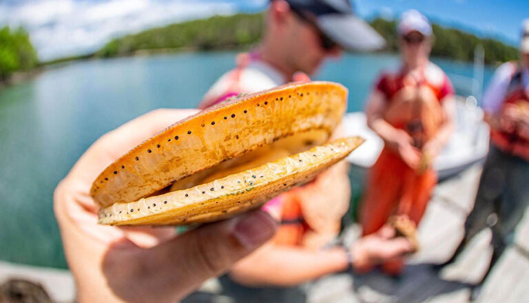 A close-up image of a scallop. PHOTO: COURTESY UMAINE