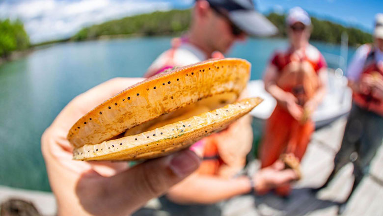 A close-up image of a scallop. PHOTO: COURTESY UMAINE