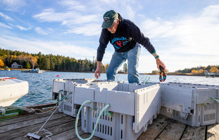 Cushing fisherman Danny Staples handles recently caught lobster at his private wharf in October. Staples has led a town effort to buy a nearby property and make it into the community’s first public working waterfront. PHOTO: JACK SULLIVAN